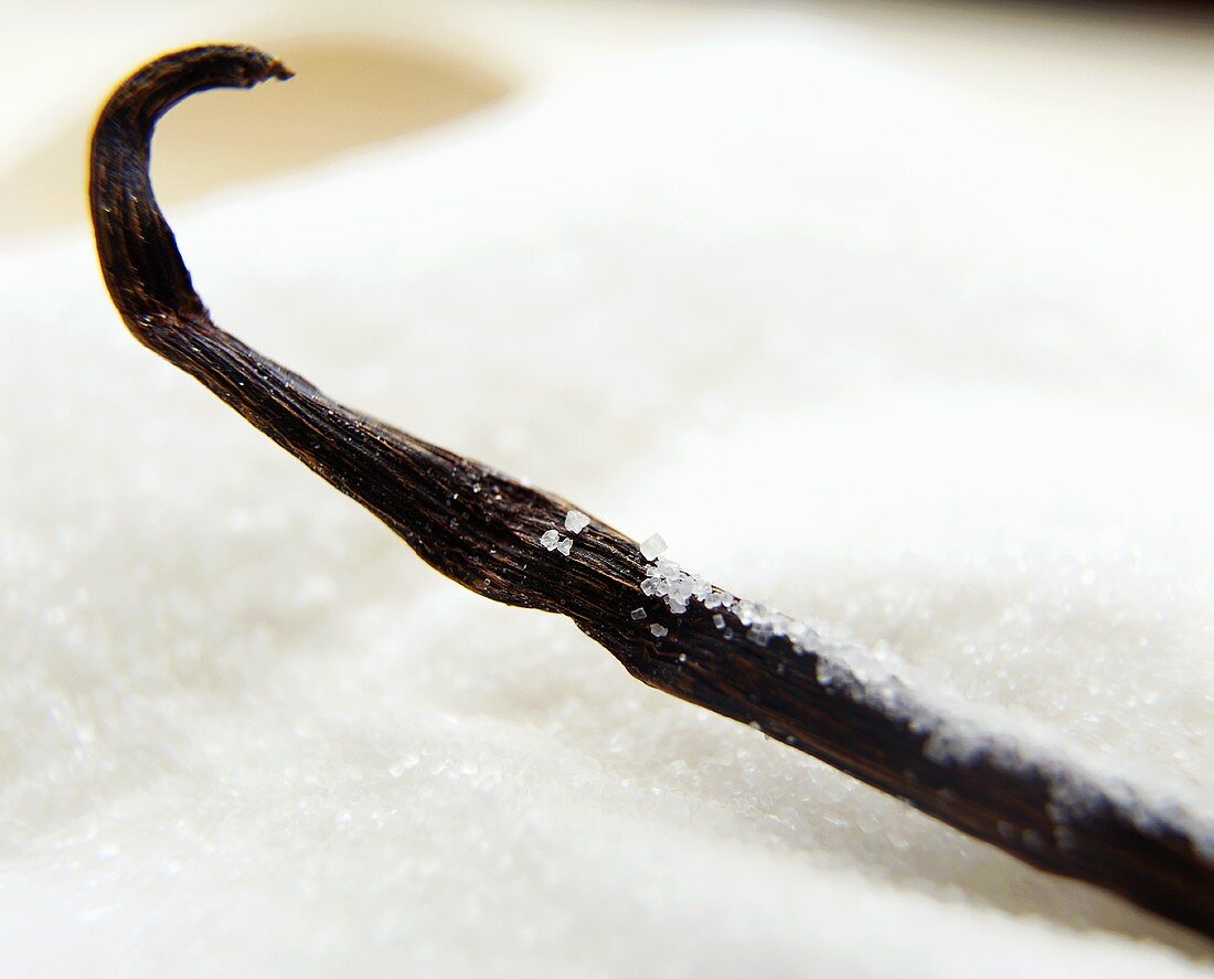 Vanilla pod on sugar