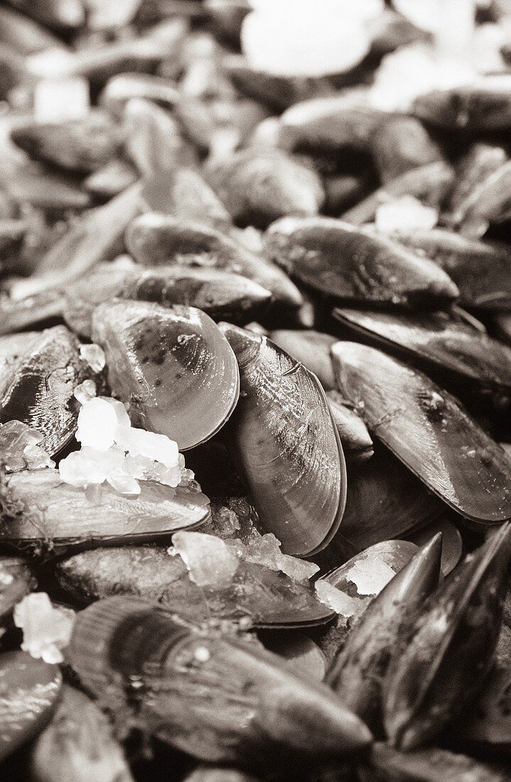 Mussels with crushed ice