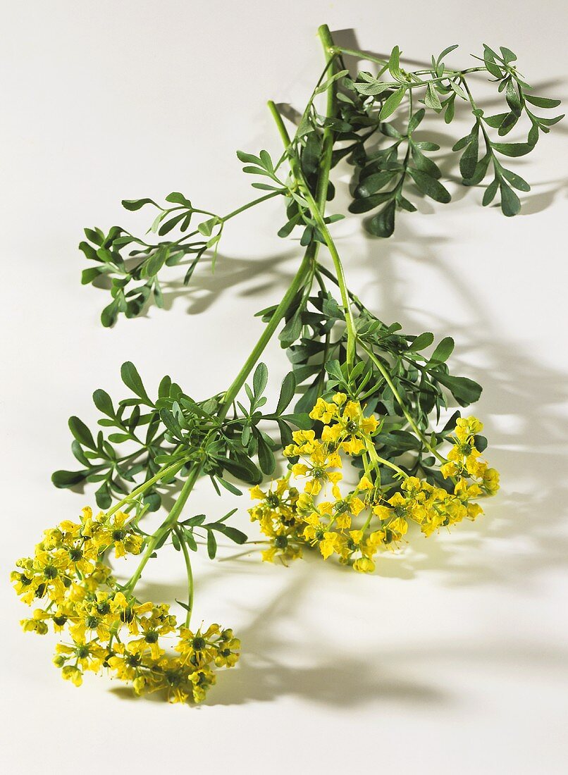 A sprig of rue with flowers