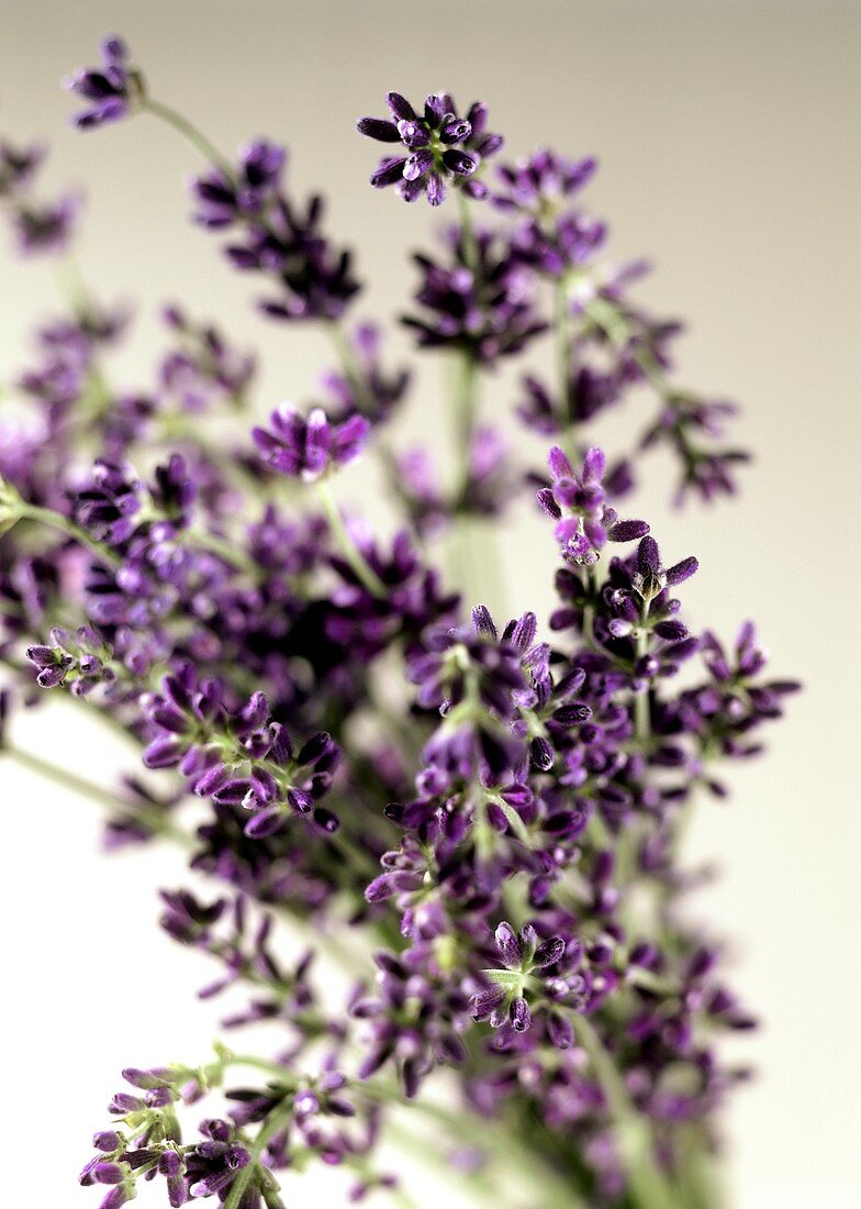 Lavendel mit Blüten