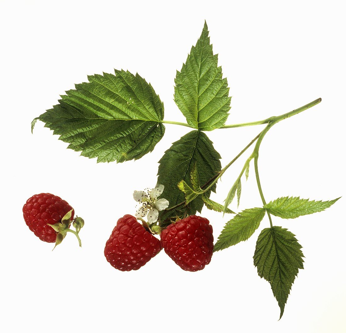 Frische Himbeeren mit Blättern und Blüte