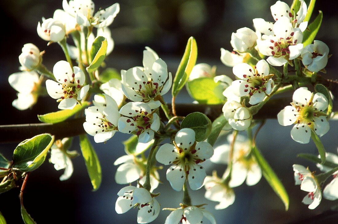 Birnenblüten auf einem Zweig am Baum