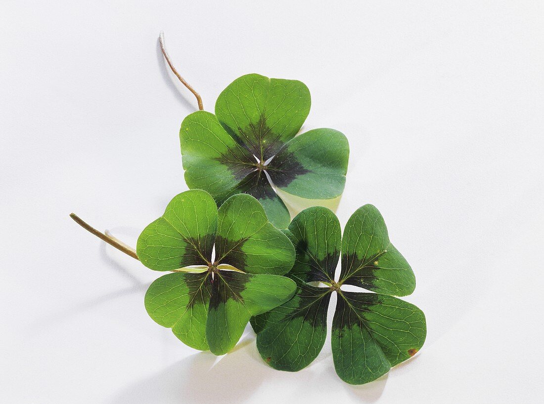 Three clover leaves (4 leaf clover) on a white background
