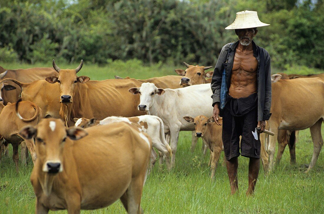 Thai man with cows in pasture
