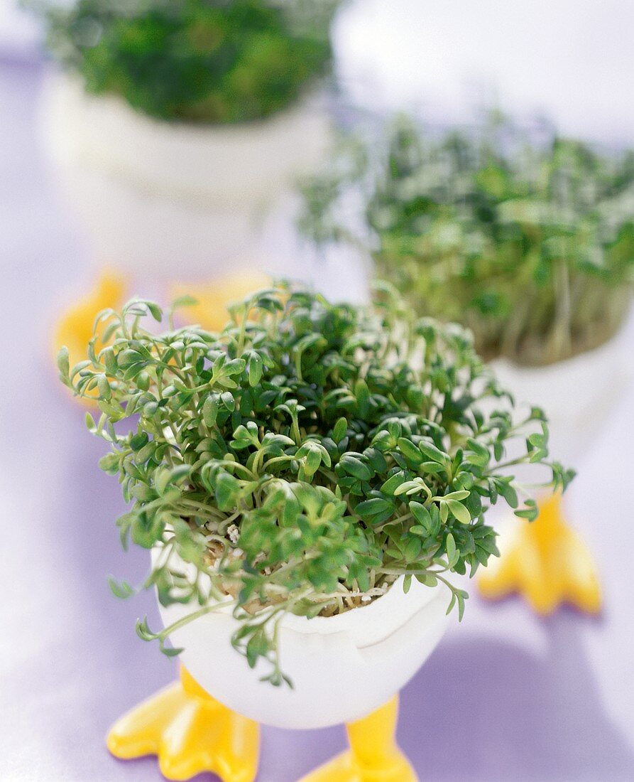 Cress growing in egg shell in egg-cup as Easter decoration