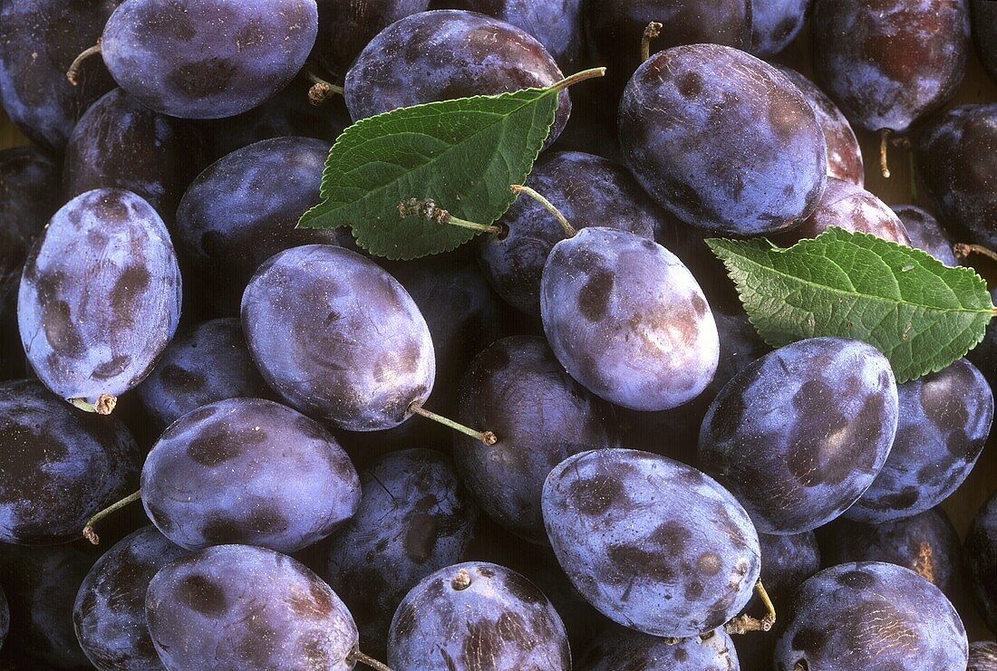 Fresh damsons (close-up)