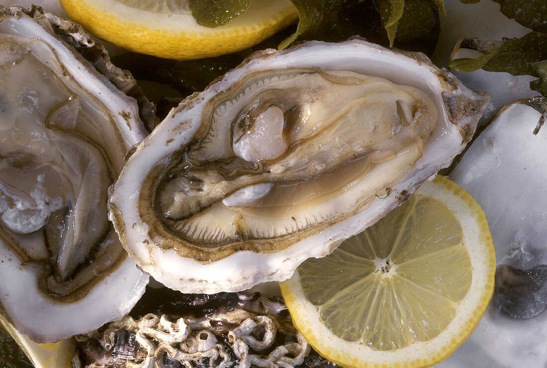 Opened oysters with slices of lemon