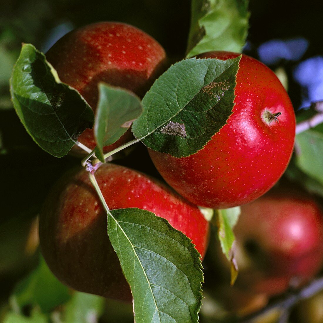 Rote Äpfel (Sorte Morgenduft) auf einem Zweig