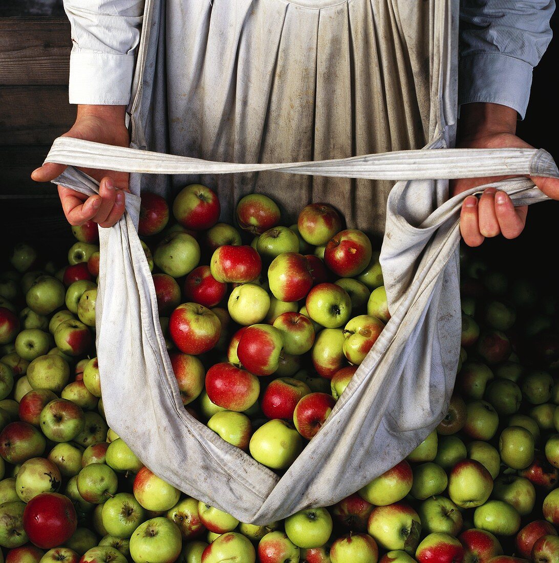 Freshly picked apples, some in a cloth