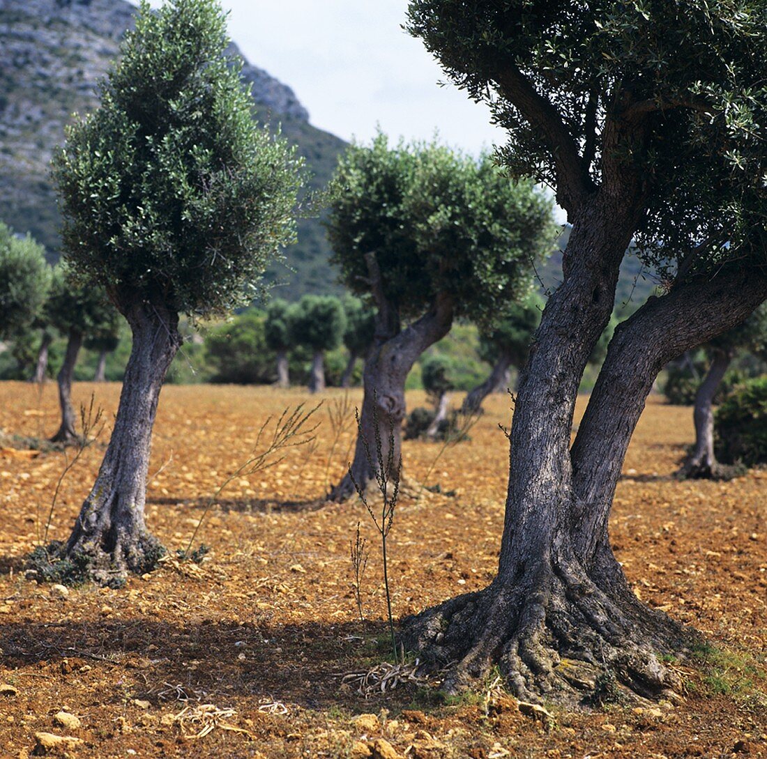 Olive trees on Majorca