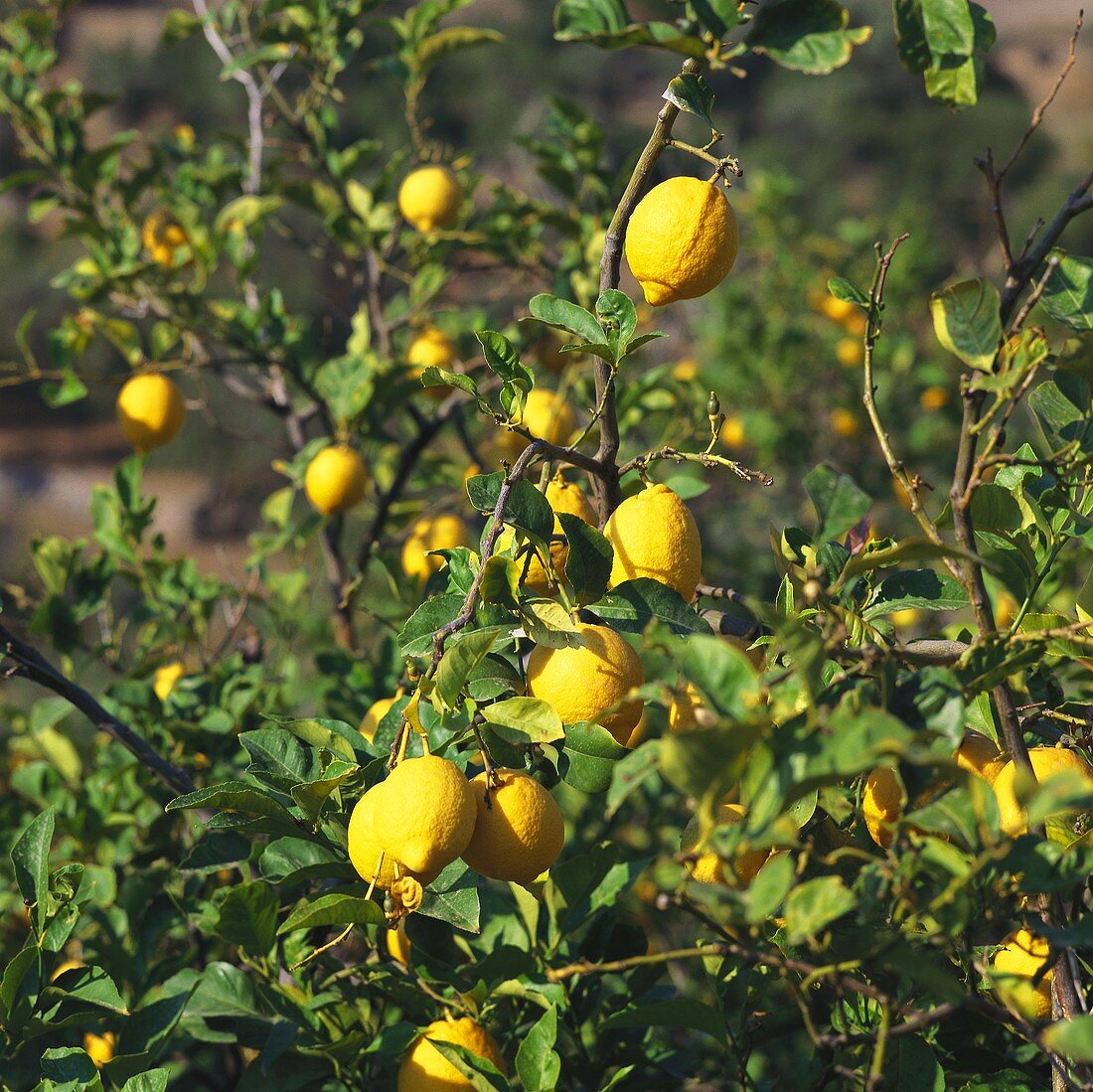 Zitronen auf dem Baum (Mallorca)