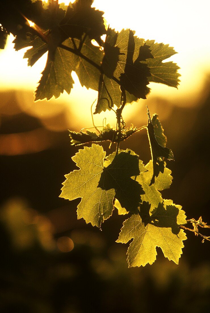 Vine leaves against a sunset