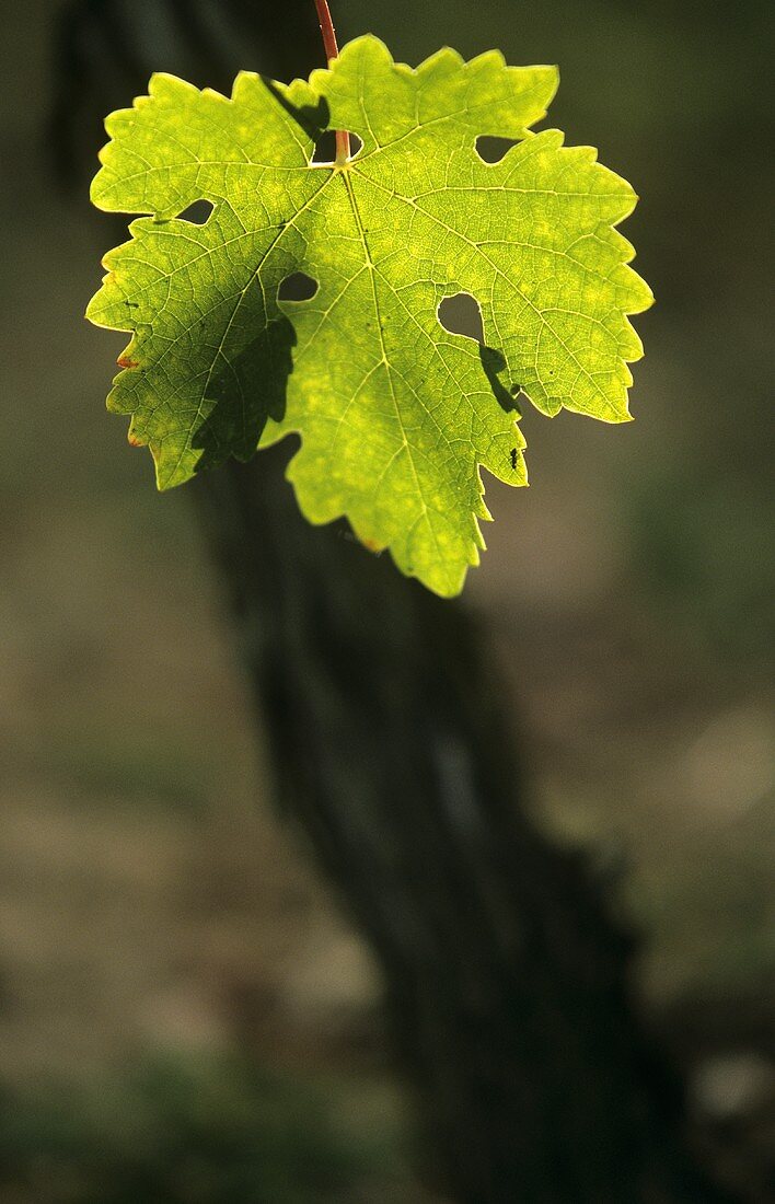 Ein Weinblatt am Rebstock