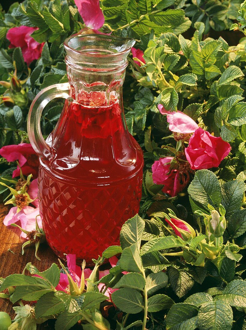 Rose hip juice in a carafe among wild rose bush 