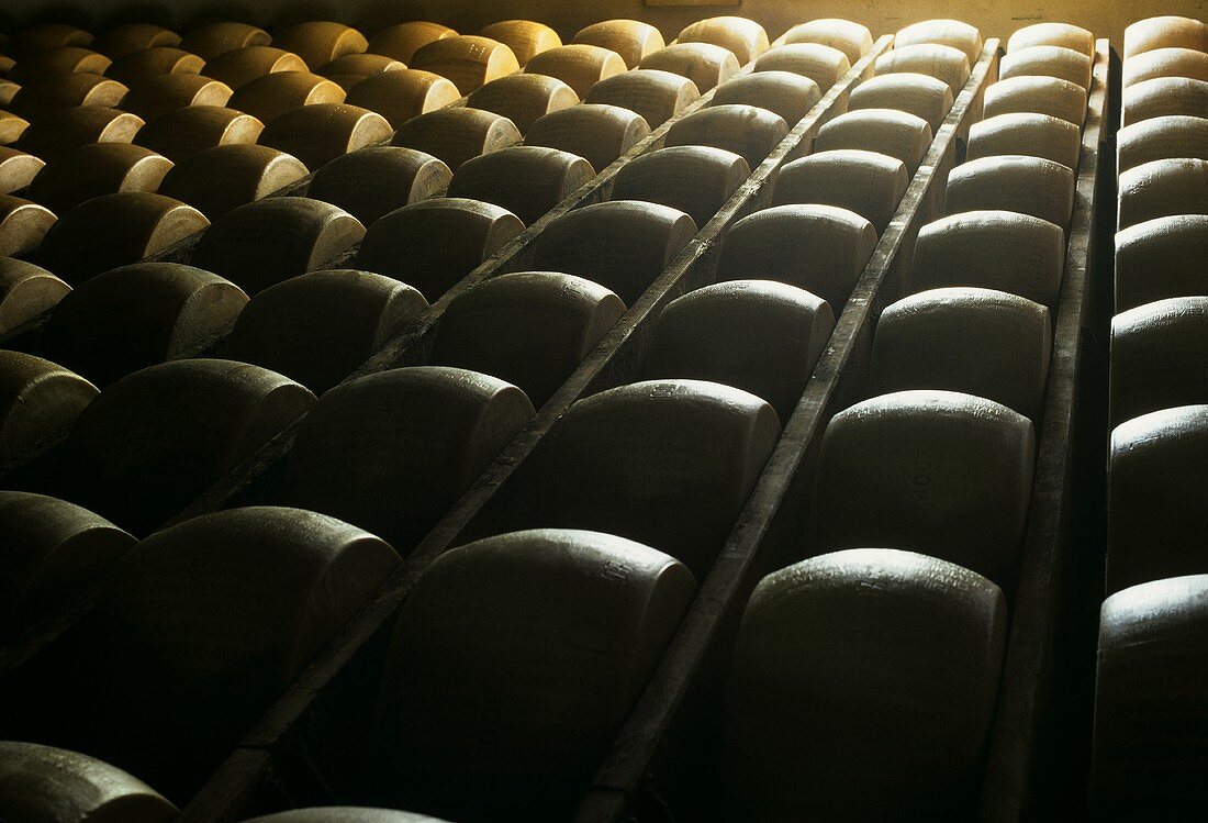 Parmesan Reggiano: storing at the cheese dairy