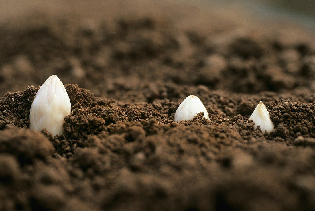 White asparagus tips peeping through the soil