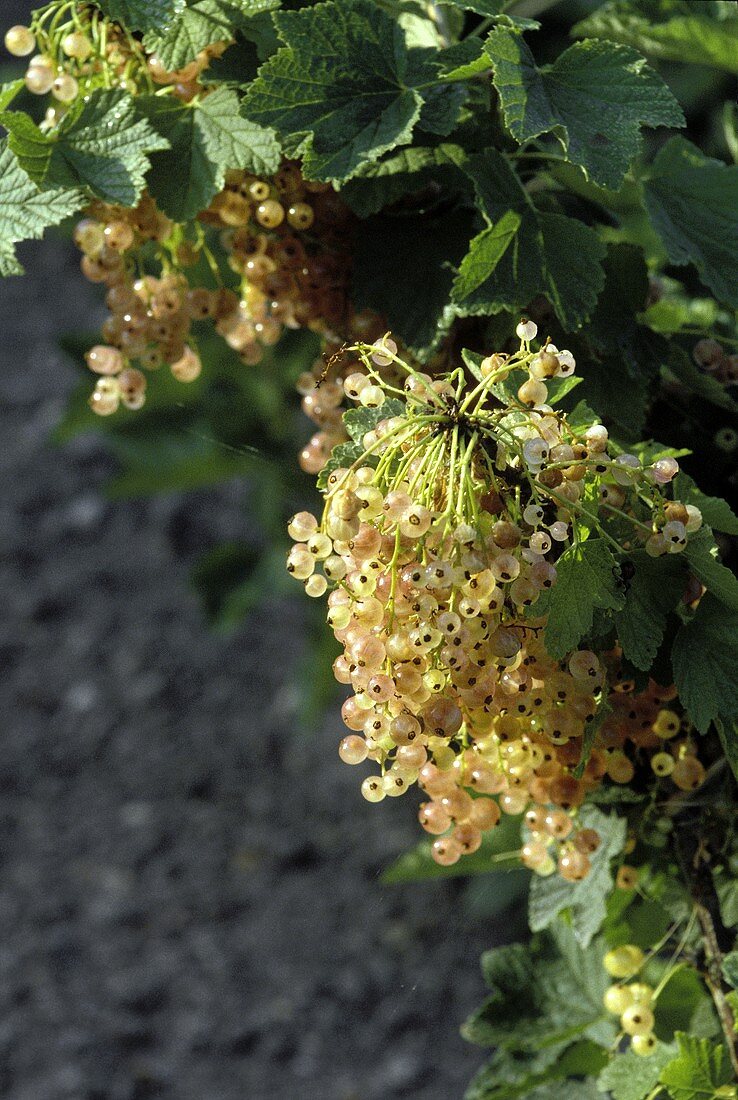 White currants on the bush