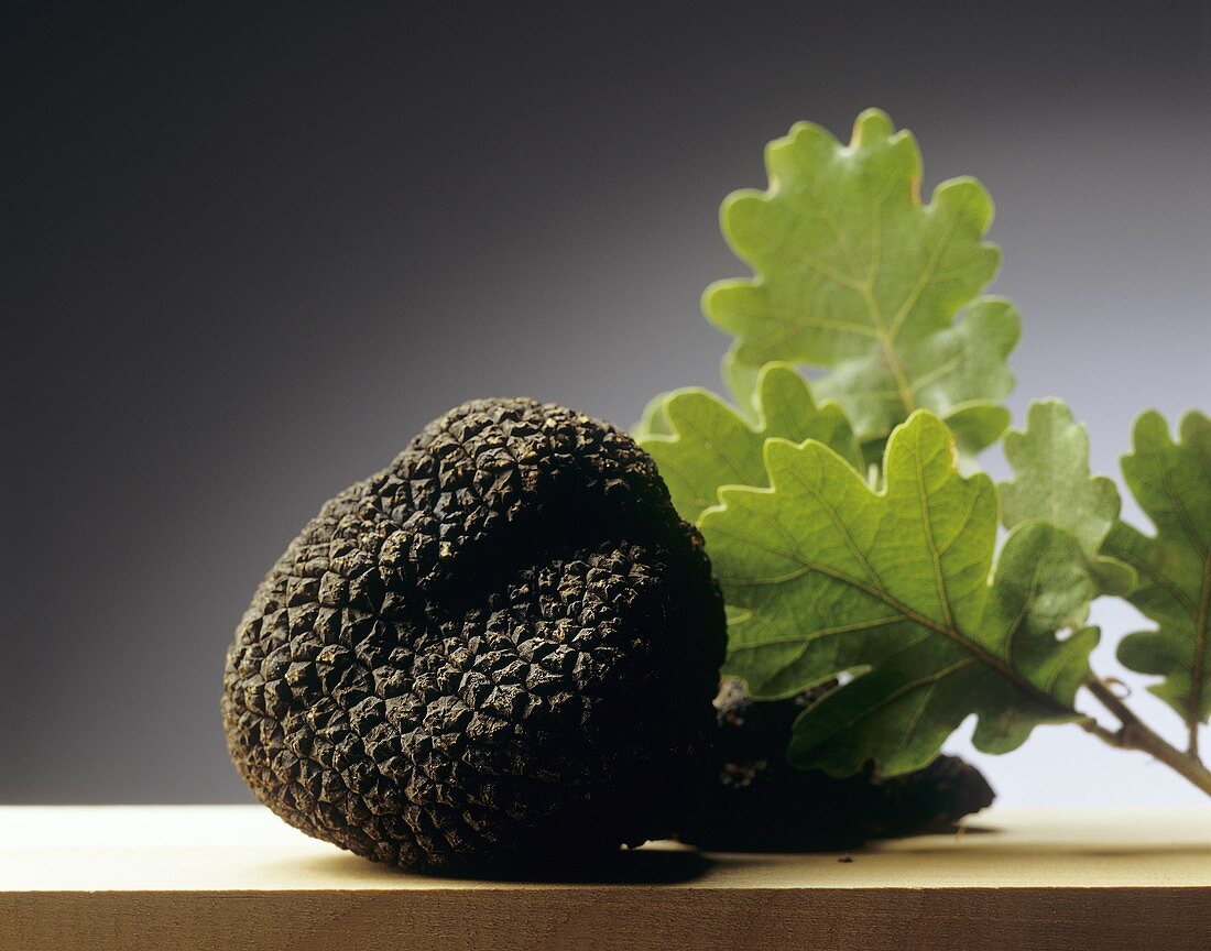 Black truffle with oak leaves