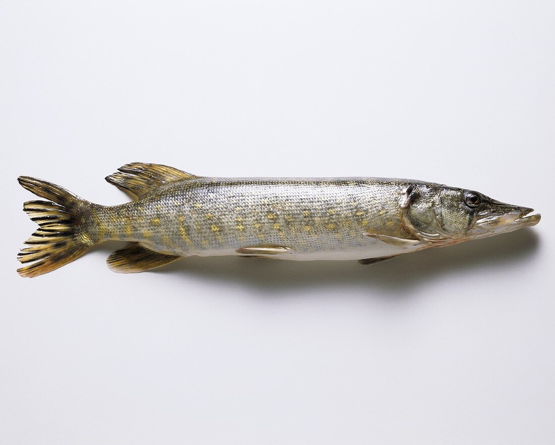 Fresh pike on a white background