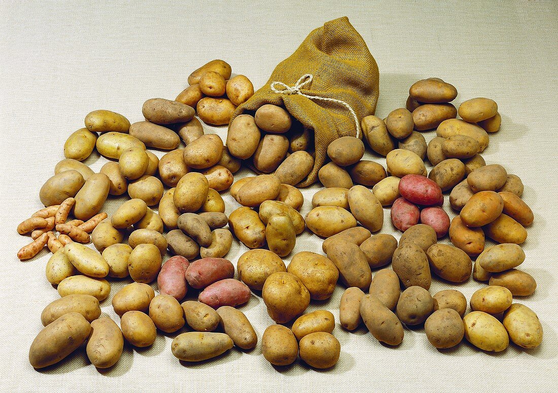 Many different varieties of potatoes with a sack