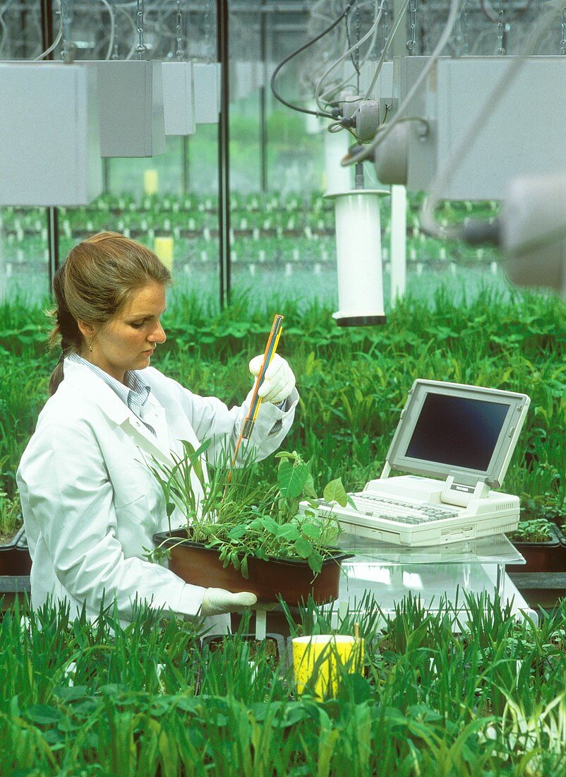 Biology laboratory assistant assessing herbicide tests