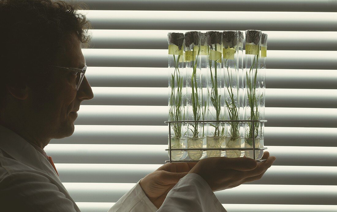 Forscher mit In-Vitro-Kulturen von Getreide in Reagenzgläsern