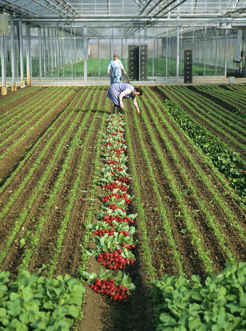Gemüseanbau im Gewächshaus: Arbeiterinnen ernten Radieschen