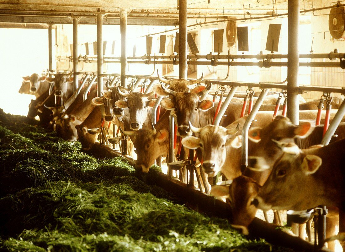 Cows in stall eating freshly mown grass