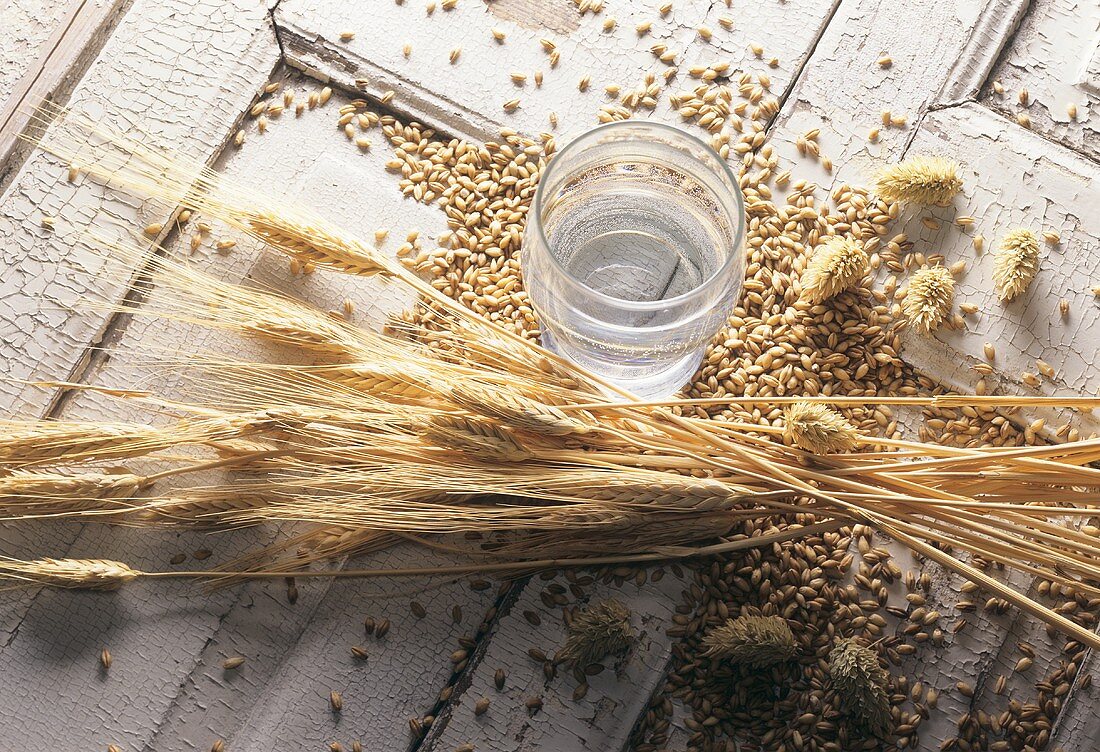 Bierzutaten: Wasser, Gerste, Hopfen