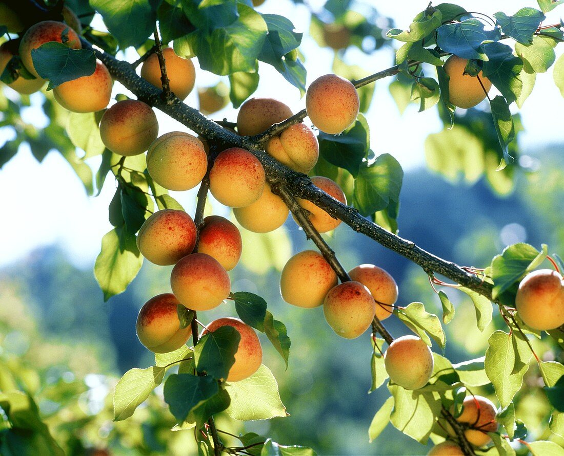 Wachauer Marille apricots on the branch (outdoors)