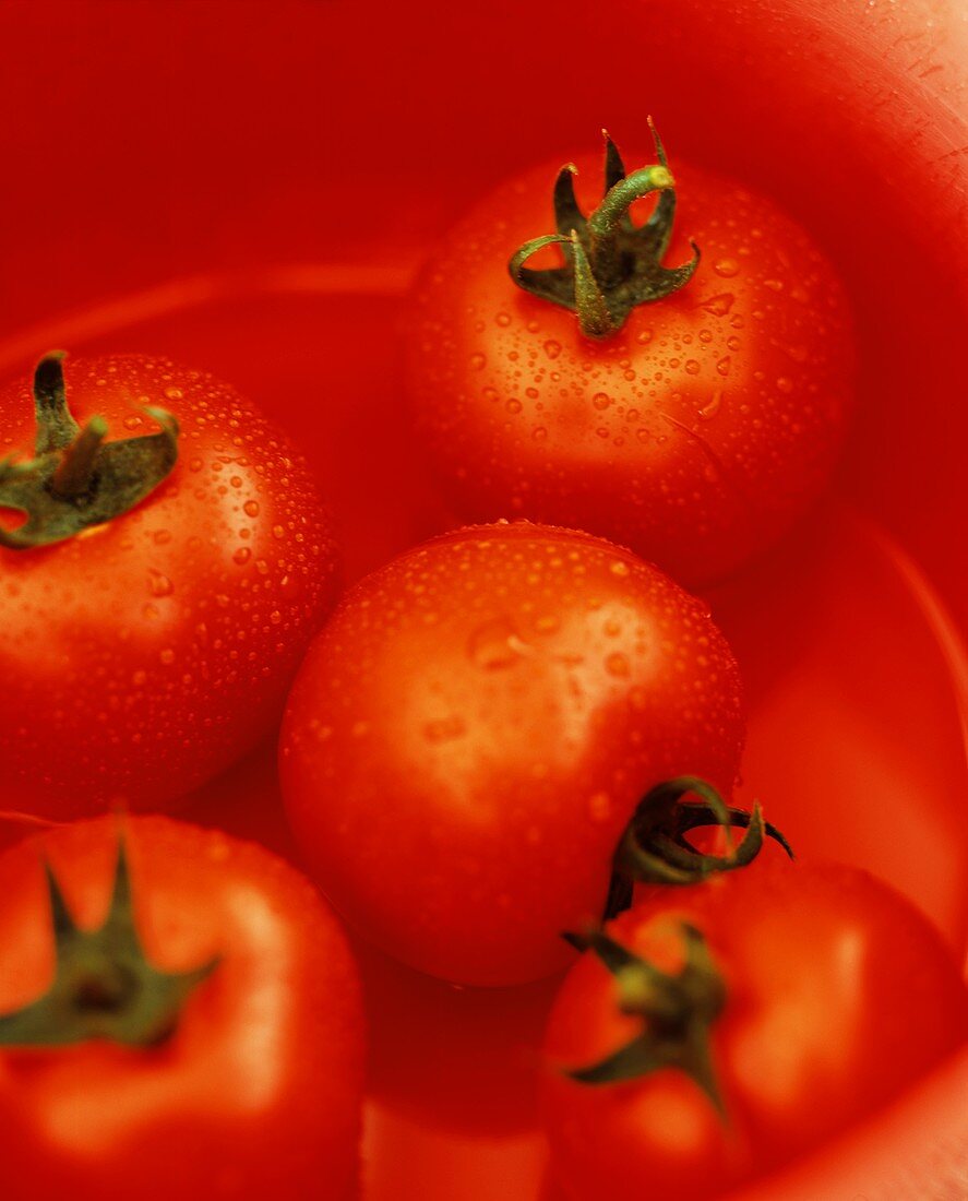 Tomatoes with drops of water in a red bowl