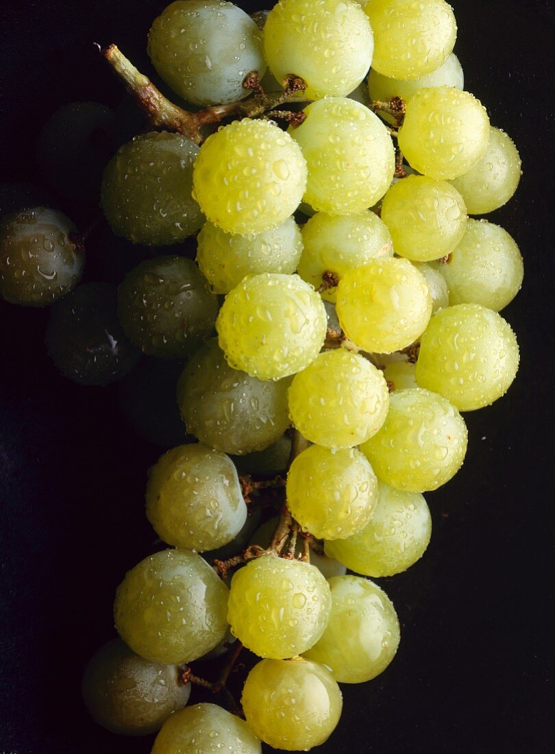 Green dessert grapes with drops of water
