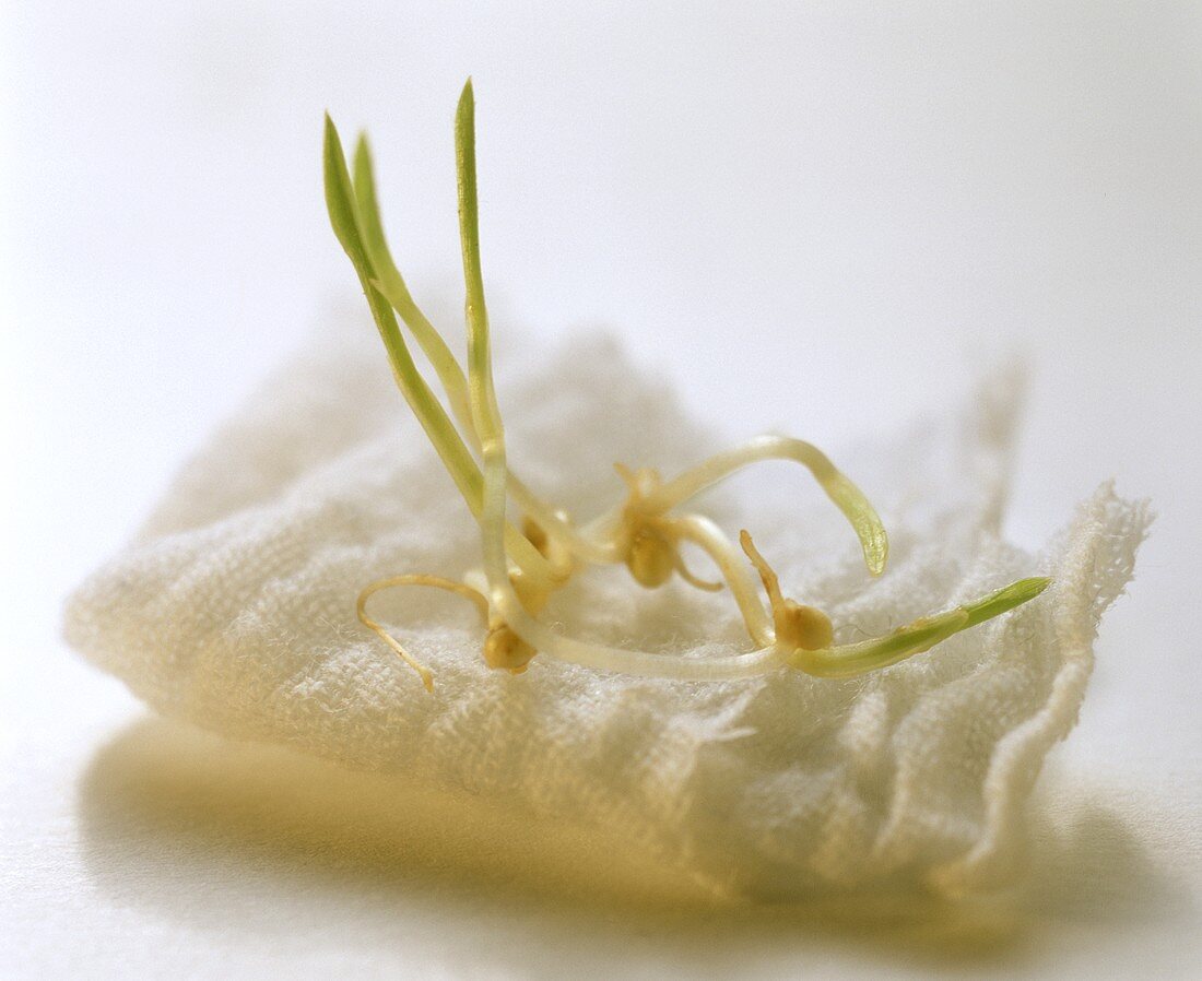 Millet sprouts on white cloth