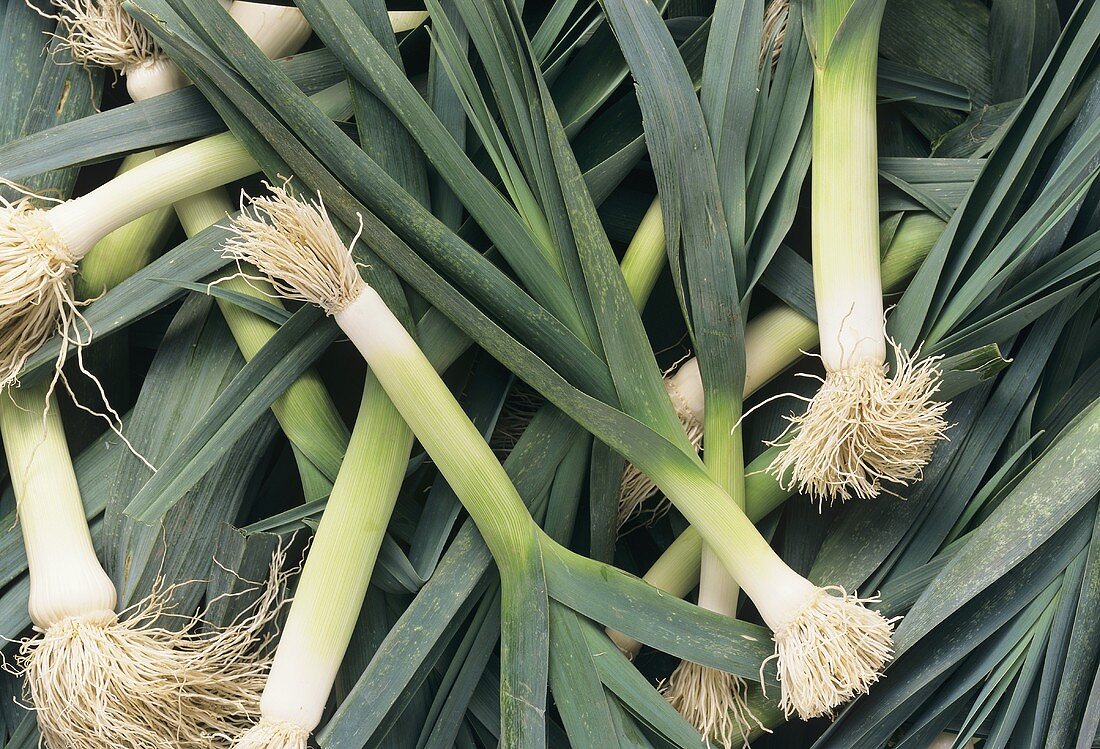 Fresh leek with roots (filling the picture)