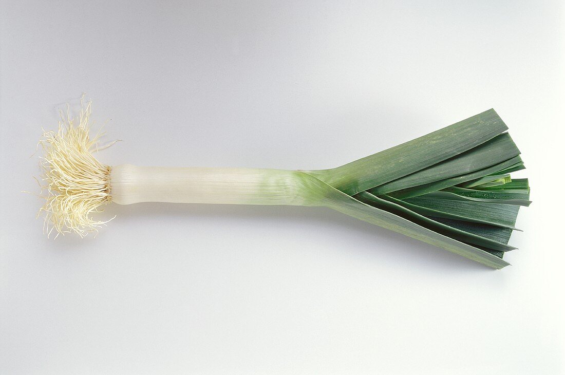 Leek with Roots