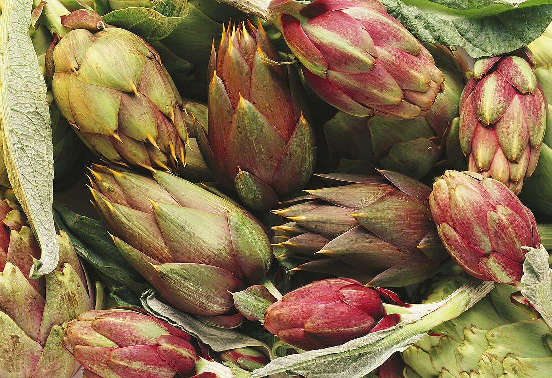Long green and purple artichokes (filling the picture)