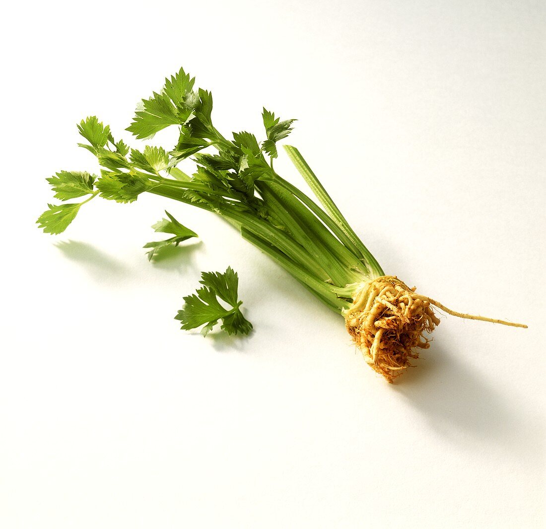 A head of celery