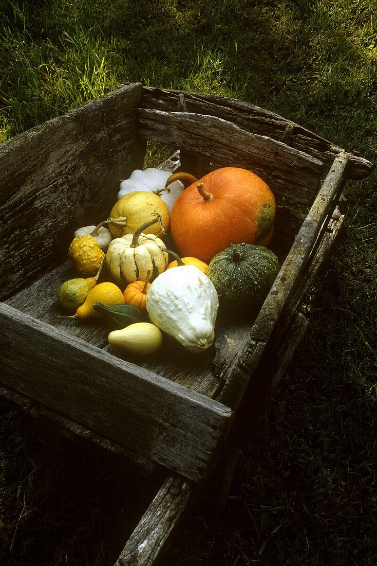 Various types of squash in a wooden wheelbarrow