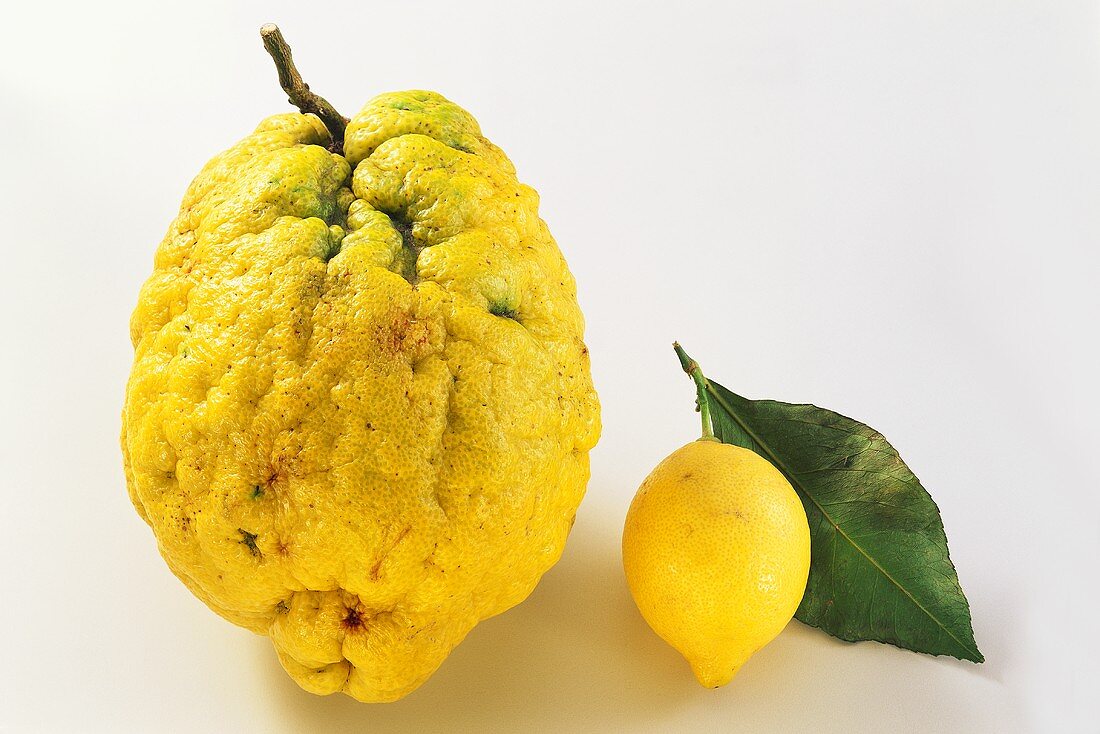 Zitrone und sizilianische Zedratzitrone