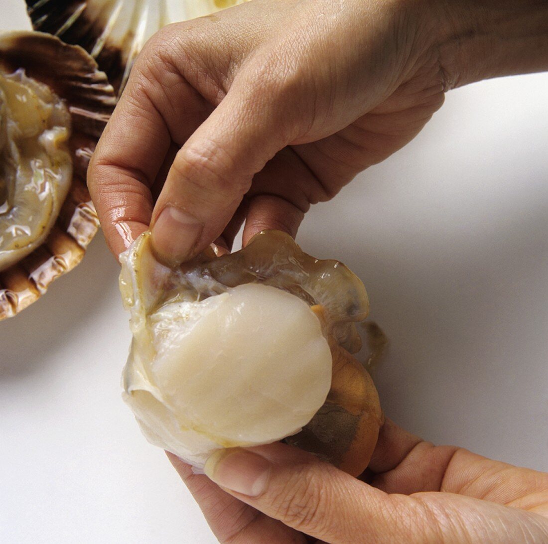 Taking a scallop out of its shell