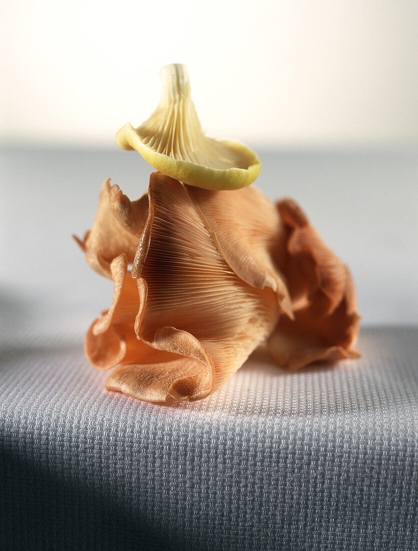 Oyster mushrooms on a light-coloured cloth