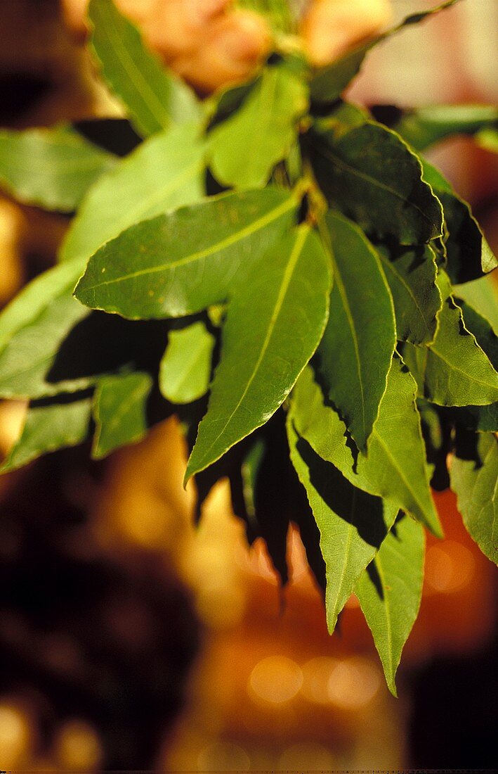 A bunch of bay leaves