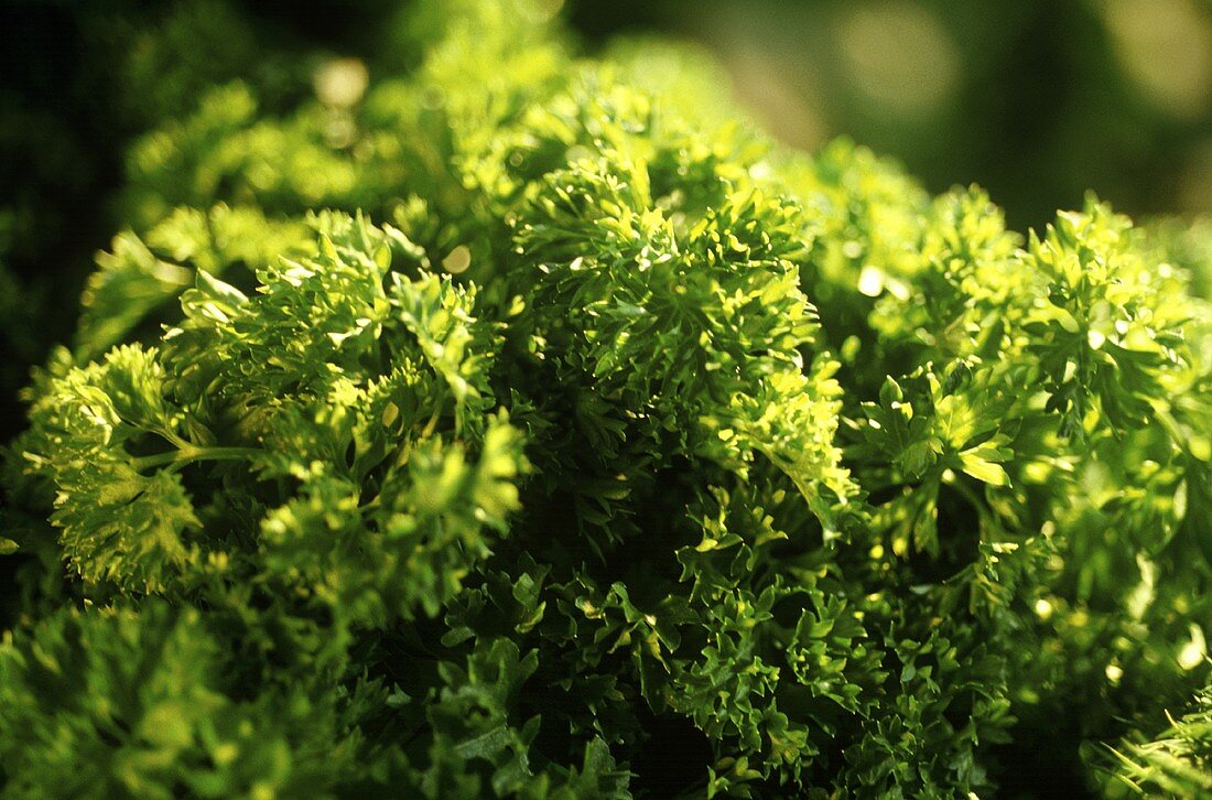 Fresh parsley