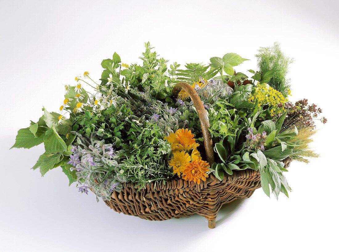 Garden Herbs in Basket
