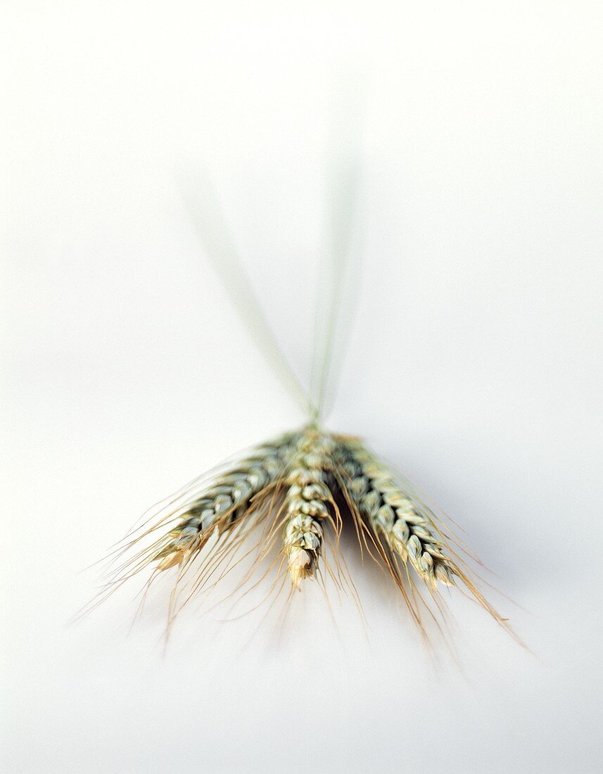 Three ears of barley