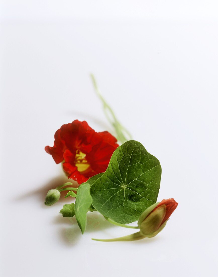 Fresh nasturtium with flowers