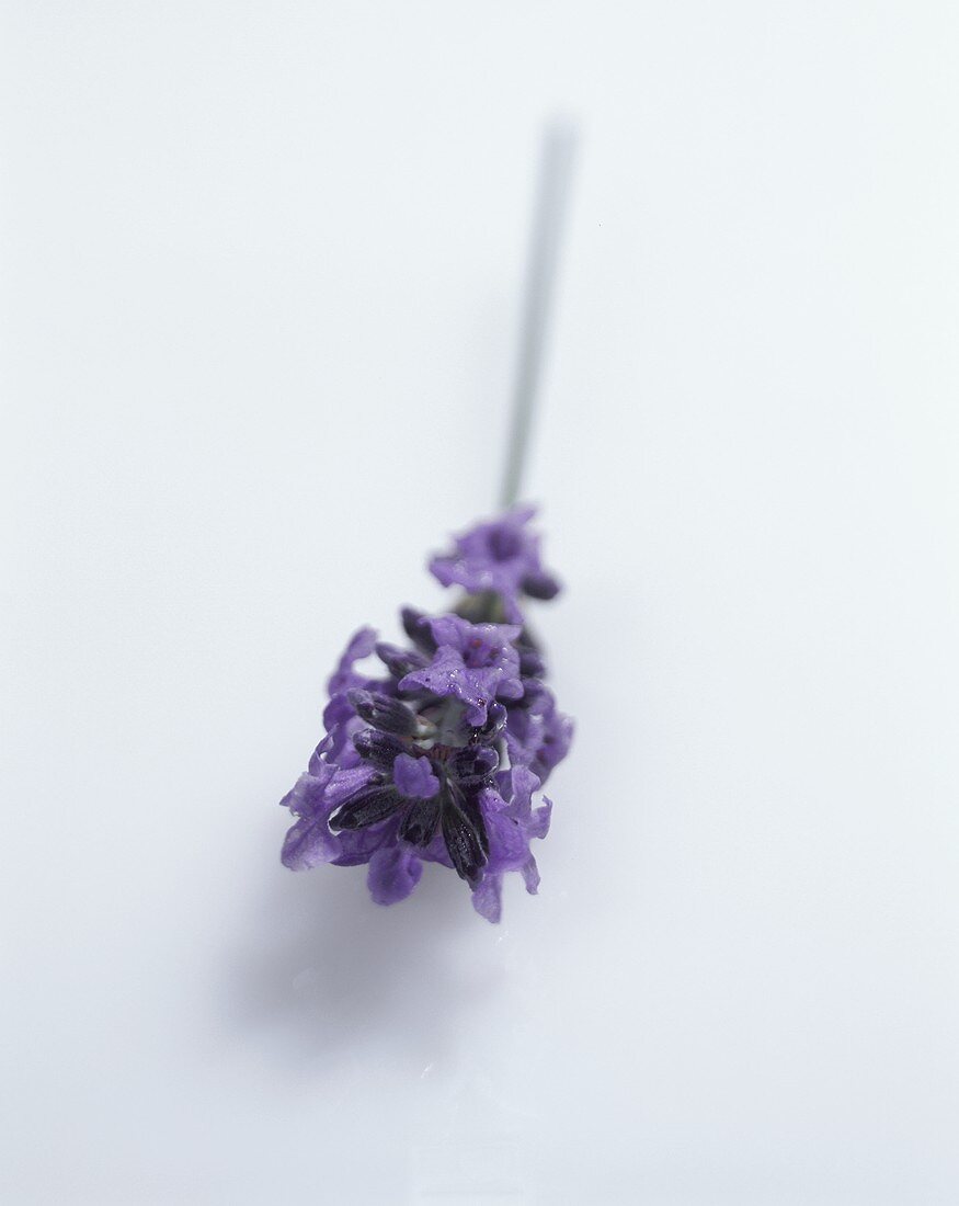 Lavender with flowers