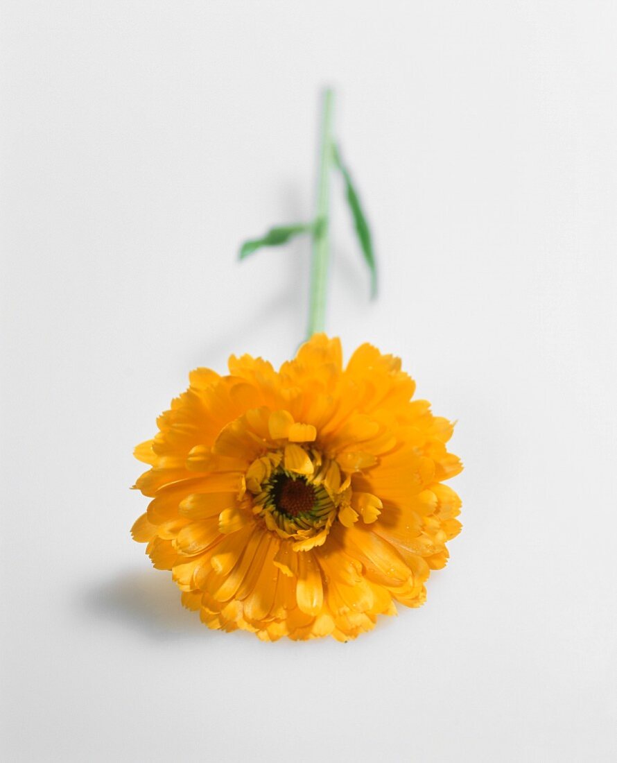 A marigold