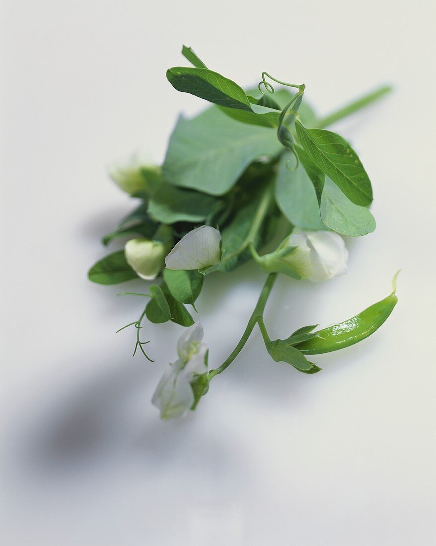 Zuckerschotenpflanze mit Blüten