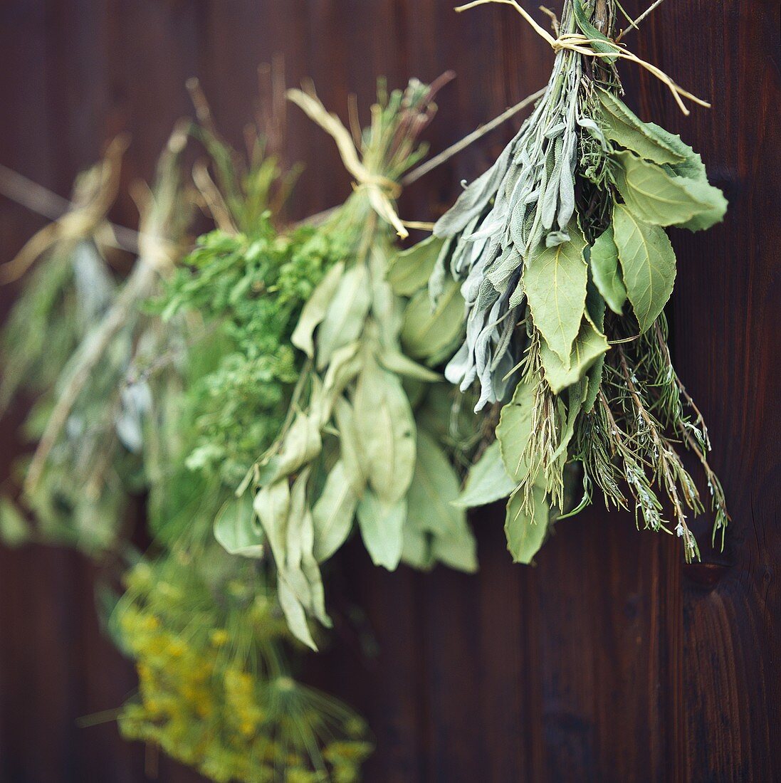 Dried bunches of herbs on dark wooden background
